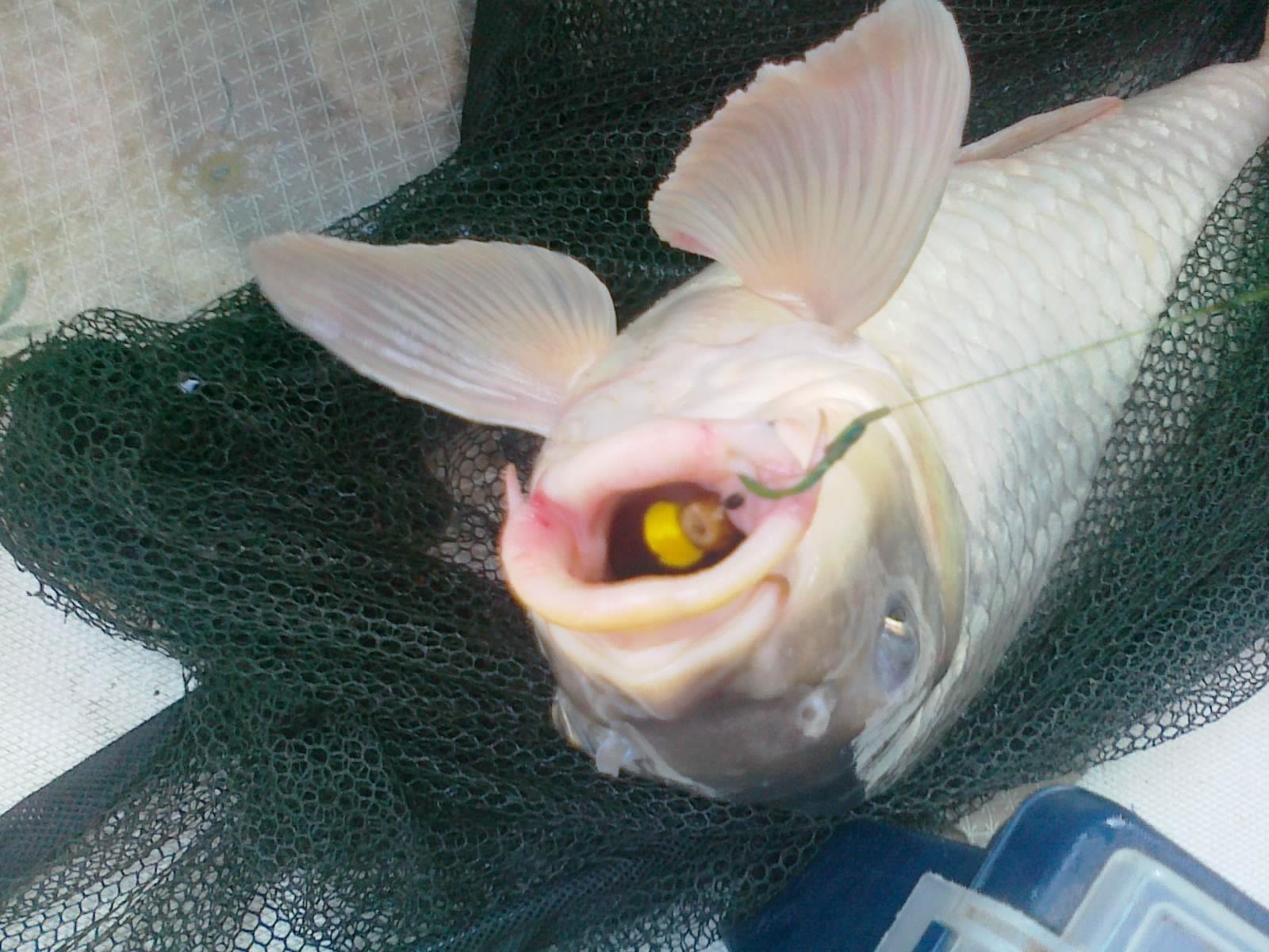 Sulina sept. 2013 - part. II - 190920131863.jpg